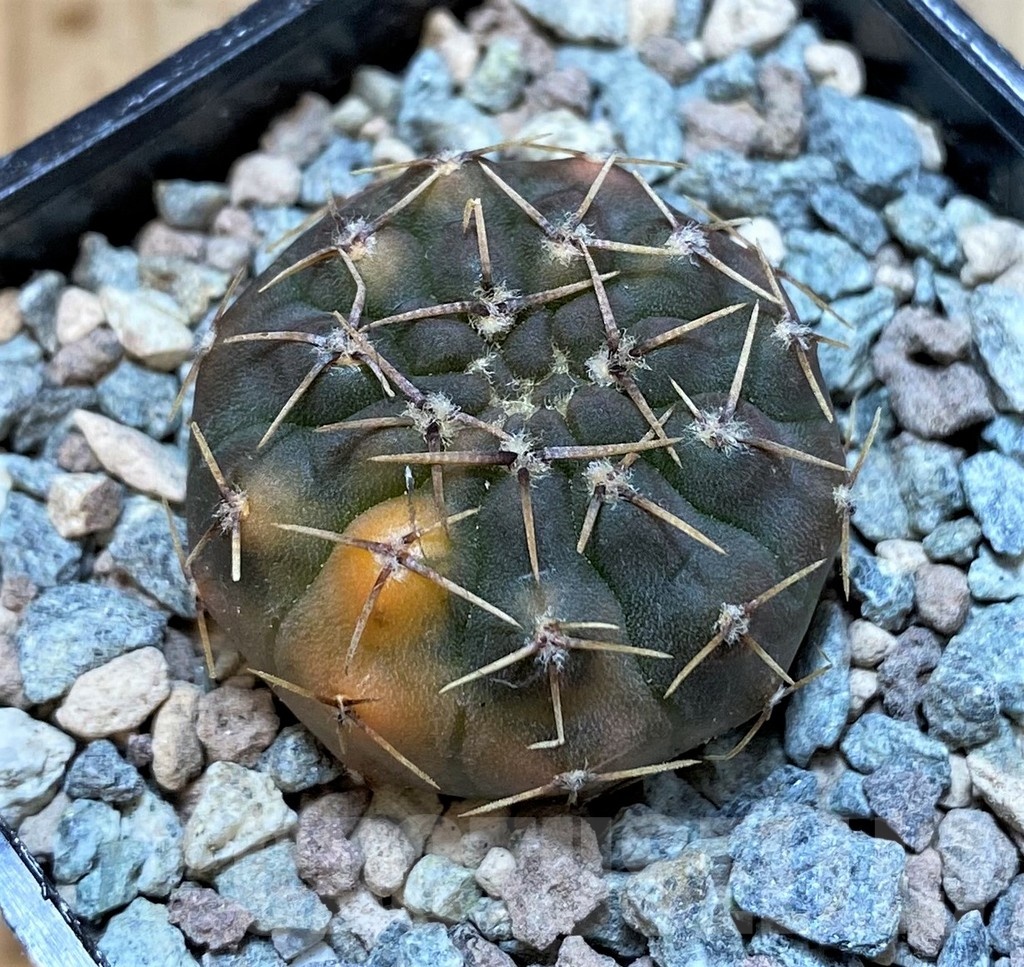 SH23634 Gymnocalycium ochoterenae f. variegata
