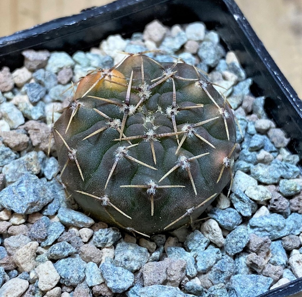 SH23634 Gymnocalycium ochoterenae f. variegata - Image 2