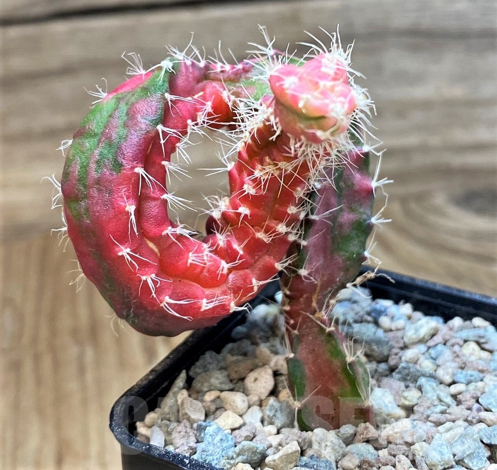 SH23635 Hylocalycium ‘Chimera variegata’