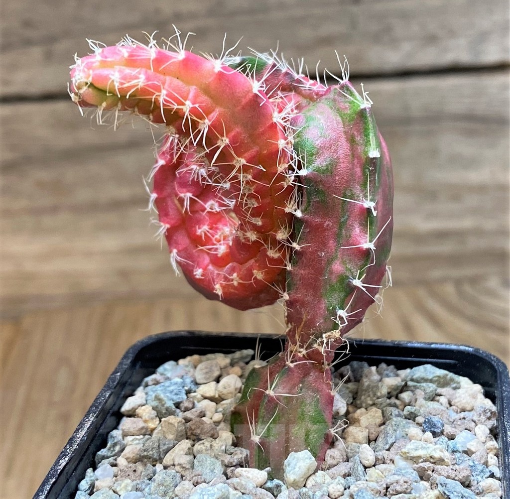 SH23635 Hylocalycium ‘Chimera variegata’ - Image 2