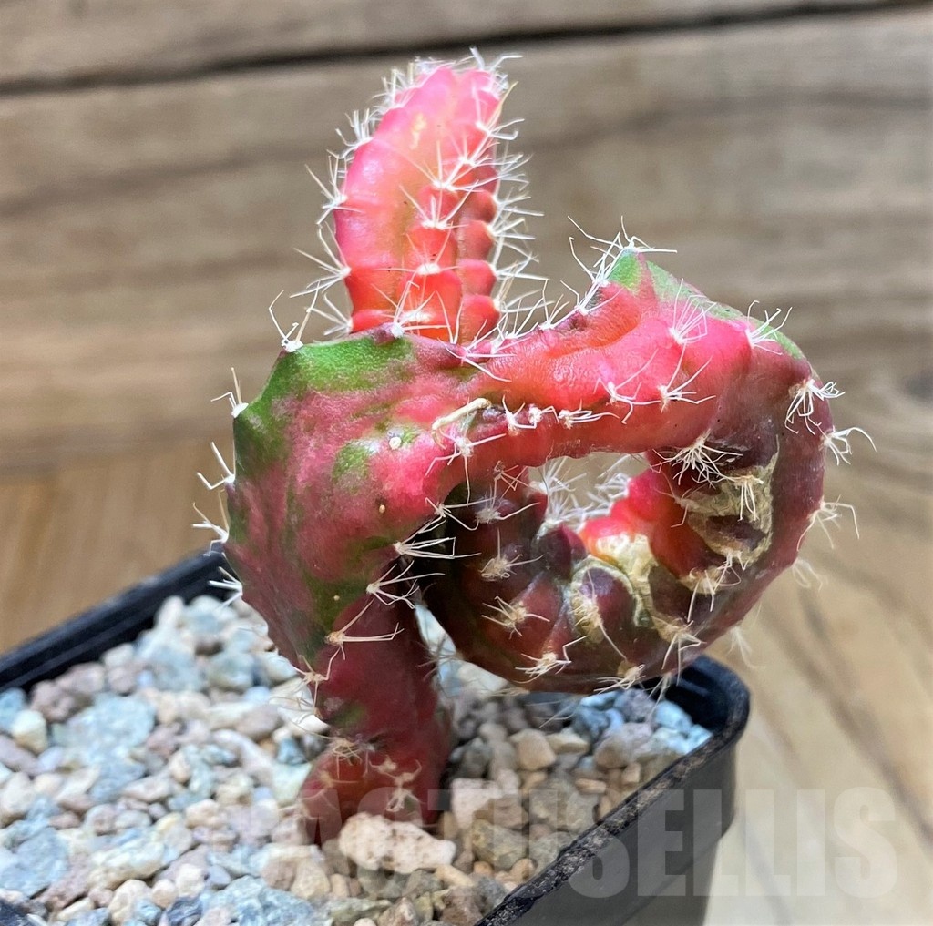 SH23635 Hylocalycium ‘Chimera variegata’ - Image 3