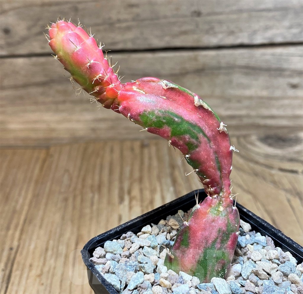 SH23636 Hylocalycium ‘Chimera variegata’