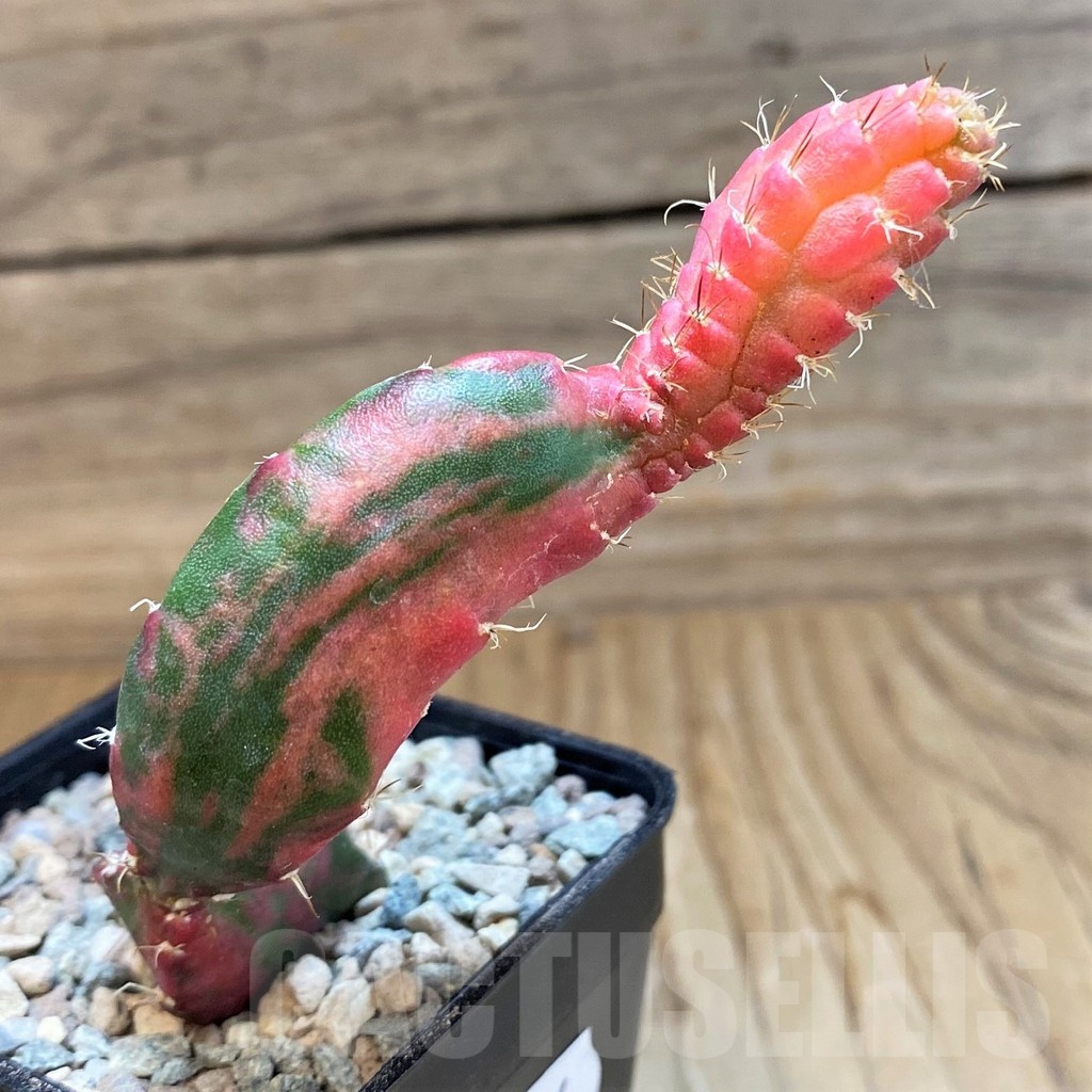 SH23636 Hylocalycium ‘Chimera variegata’ - Image 2