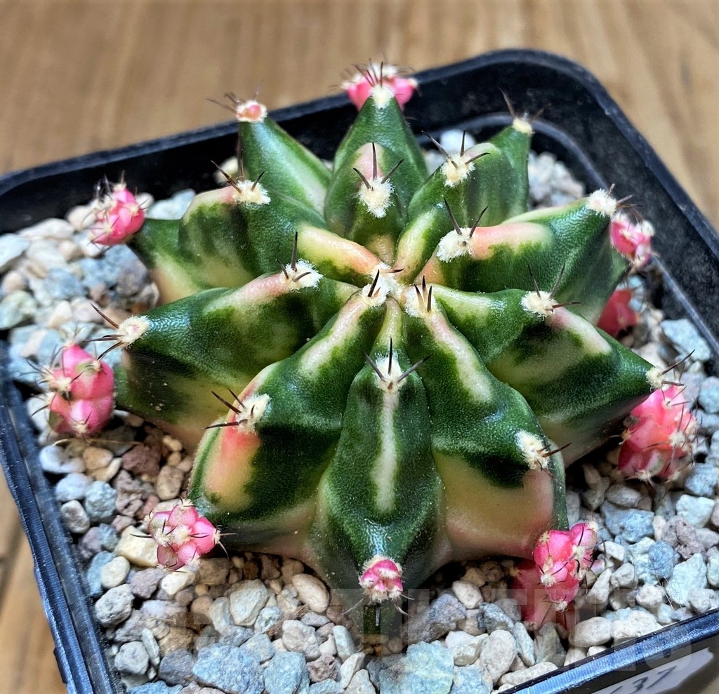 SH23637 Gymnocalycium mihanovichii 'Dark Tudzy' - Image 2