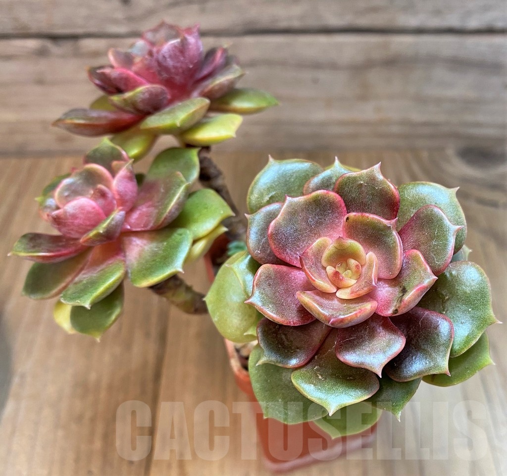 SH23643 Echeveria 'Zestar' - Image 2