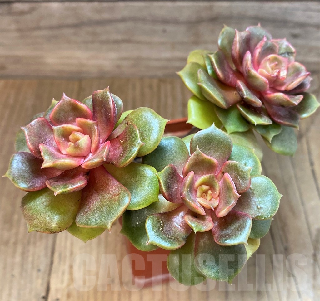 SH23643 Echeveria 'Zestar'
