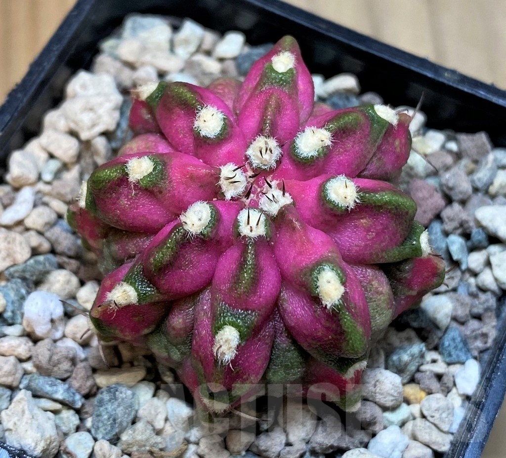 SH23585 Gymnocalycium mihanovichii T-Lux - Image 2