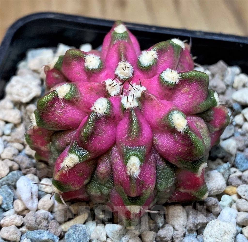 SH23585 Gymnocalycium mihanovichii T-Lux