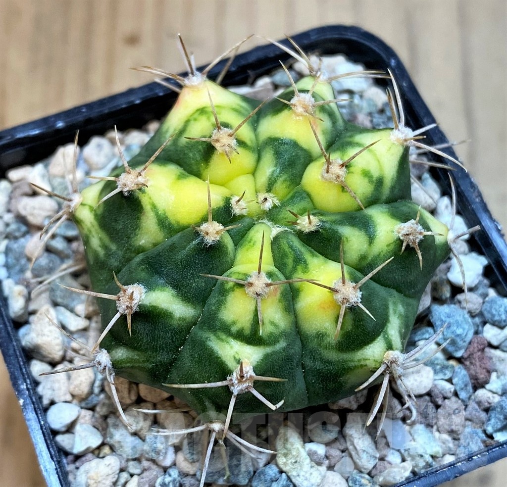SH23588 Gymnocalycium mihanovichii ‘Pink Pearl' - Image 2