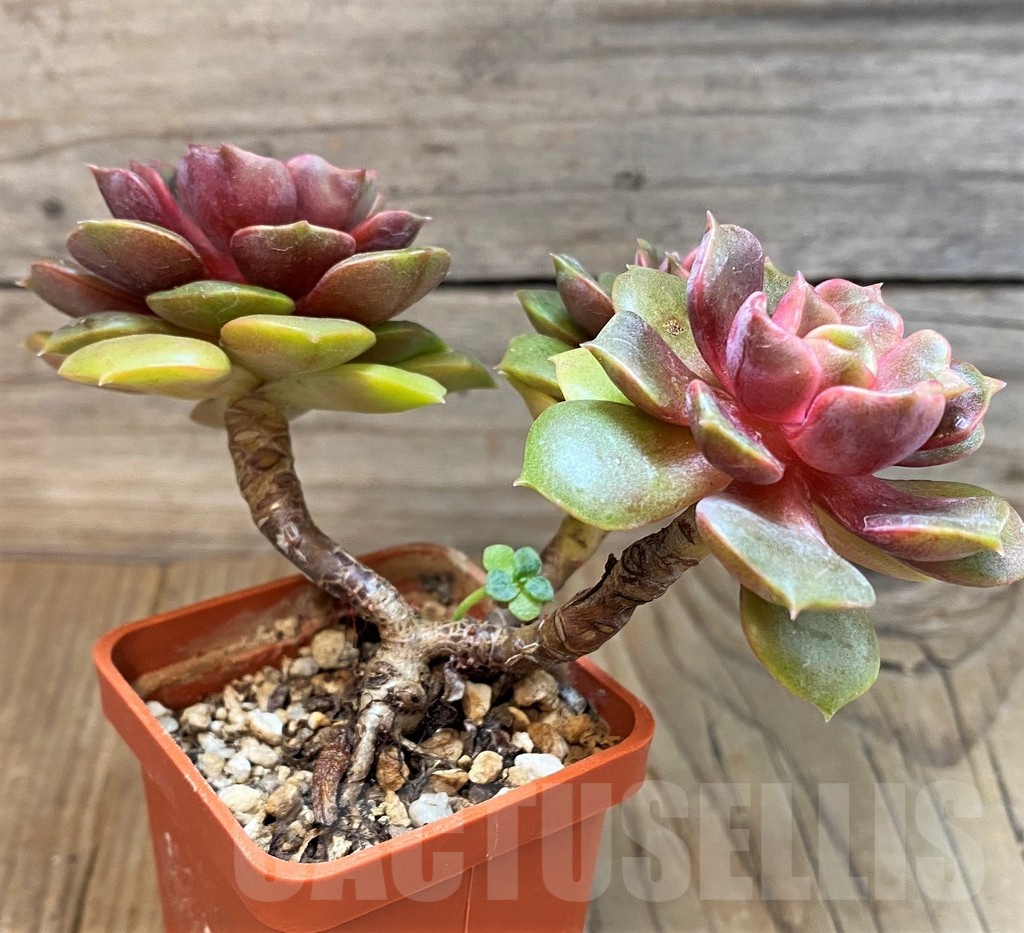SH23643 Echeveria 'Zestar' - Image 3