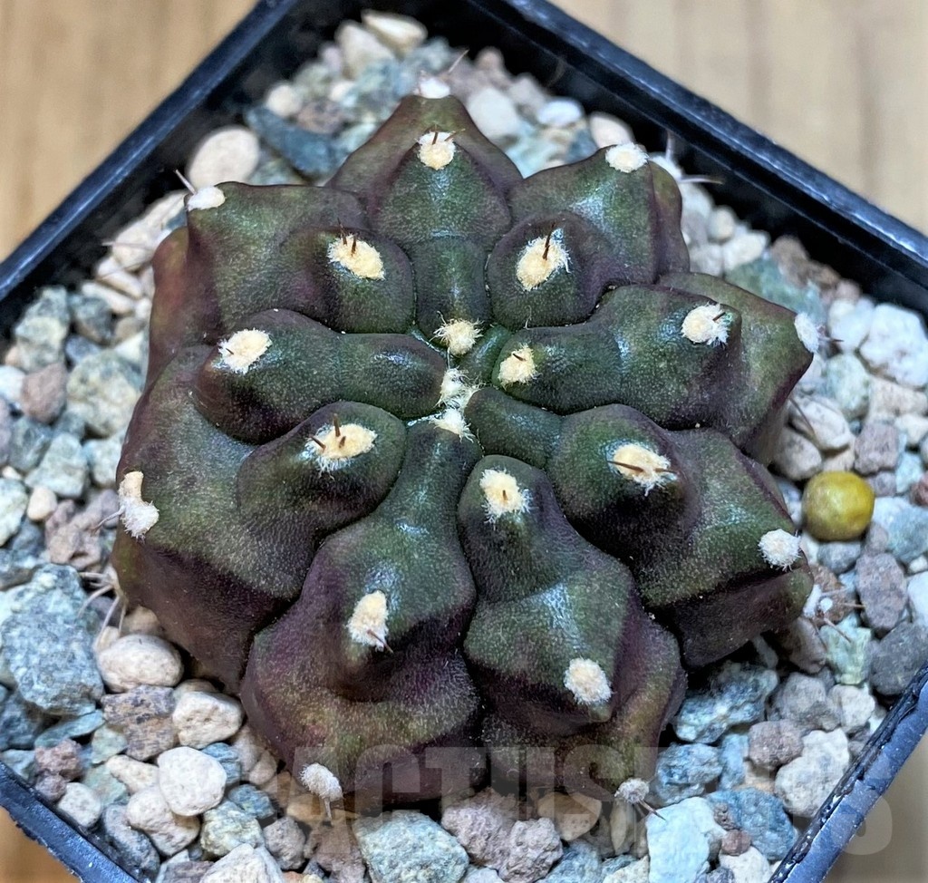 SH23589 Gymnocalycium mihanovichii ‘Kirimanjaro’