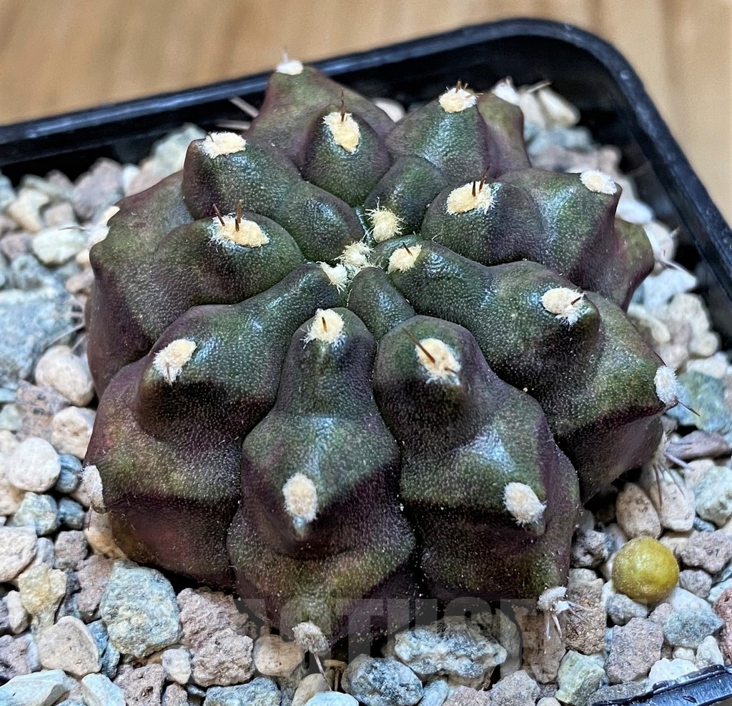 SH23589 Gymnocalycium mihanovichii ‘Kirimanjaro’ - Image 2