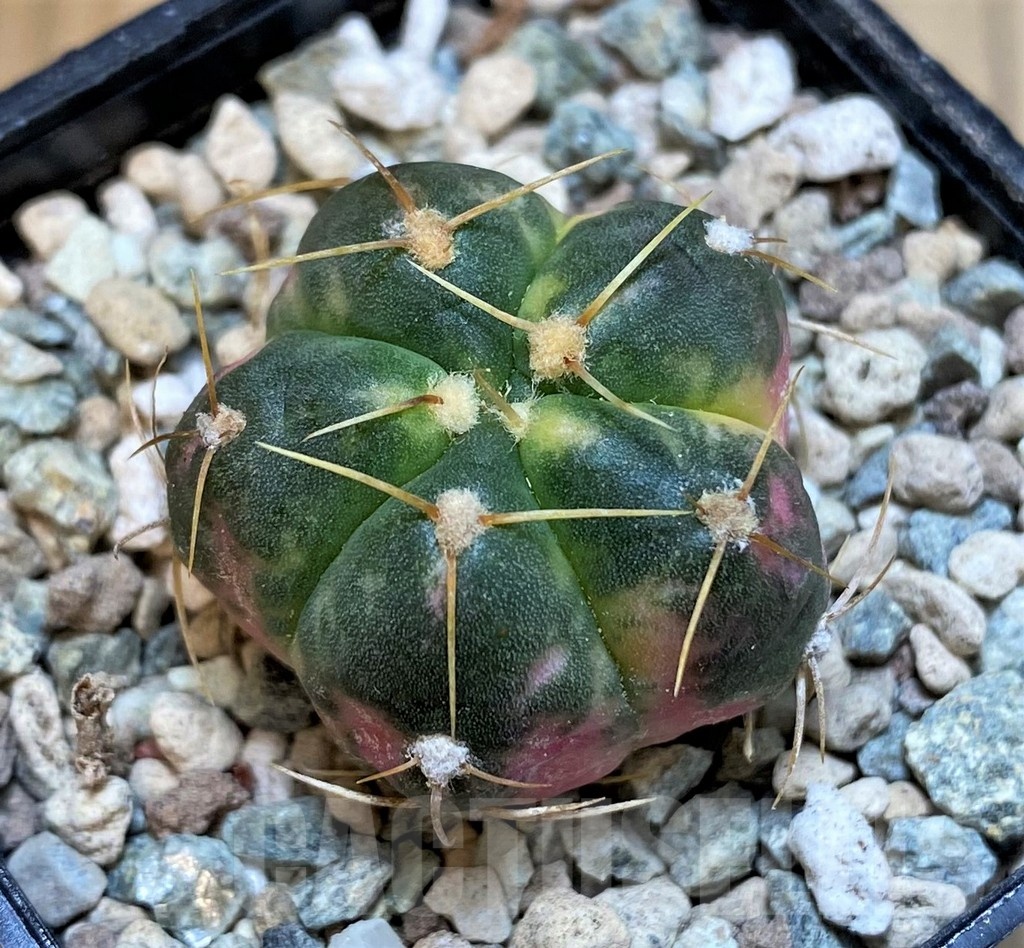 SH23591 Gymnocalycium horstii f. variegata - Image 2