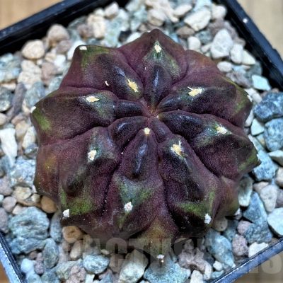 SH23602 Gymnocalycium mihanovichii ‘Chocolate'