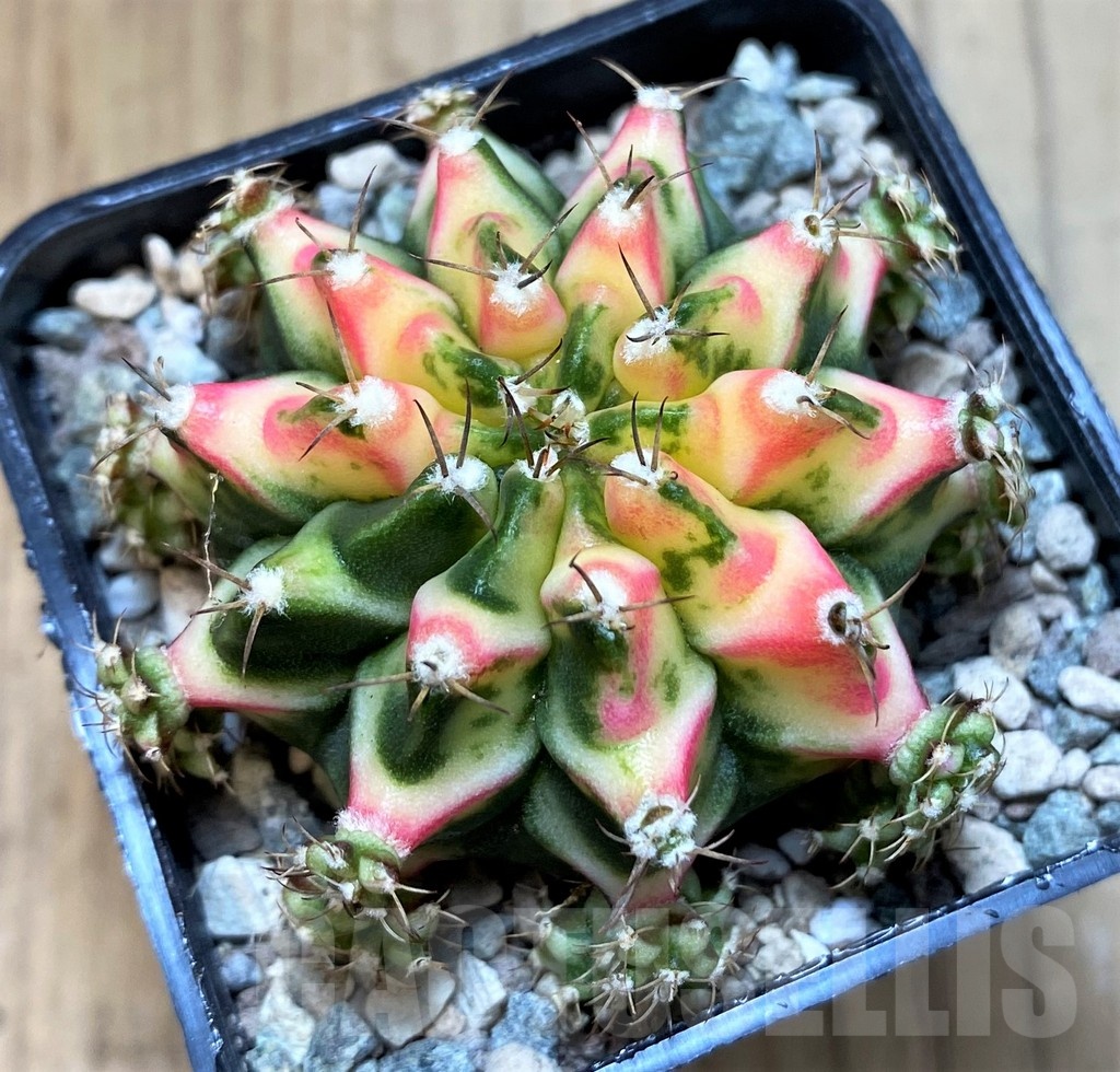 SH23607 Gymnocalycium mihanovichii 'Multicolor' - Image 2