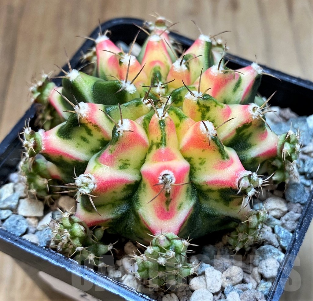 SH23607 Gymnocalycium mihanovichii 'Multicolor'