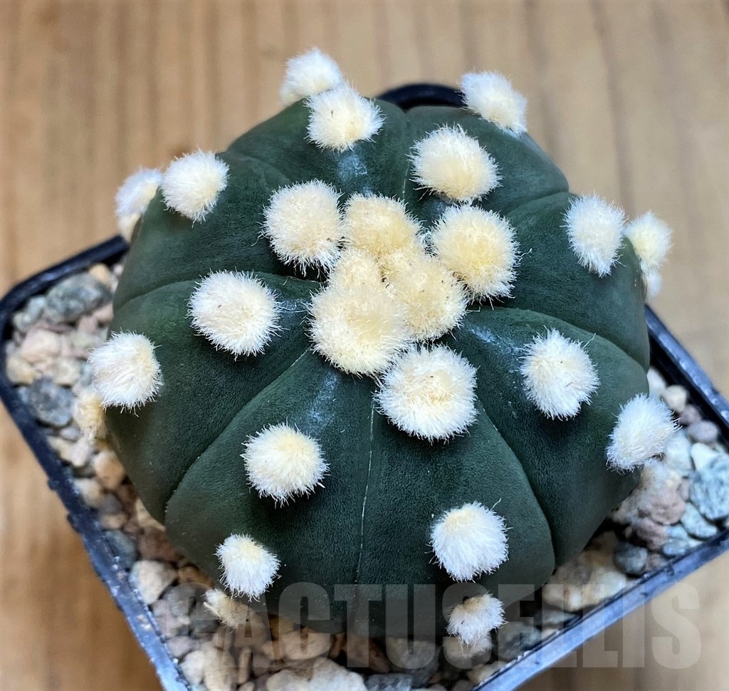 SH23681 Astrophytum asterias ‘Ooibo'