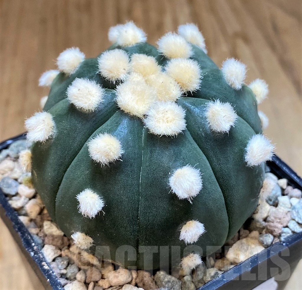 SH23681 Astrophytum asterias ‘Ooibo' - Image 2
