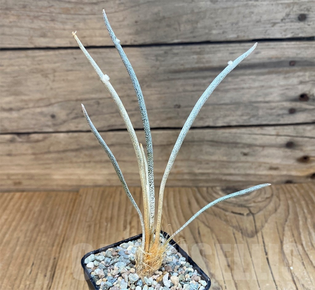 SH23682 Astrophytum caput-medusae - Image 2