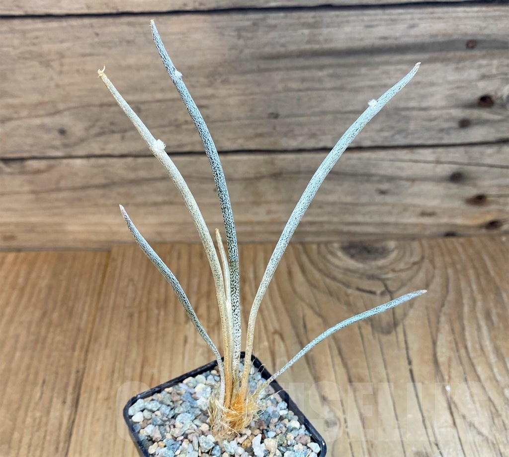 SH23682 Astrophytum caput-medusae
