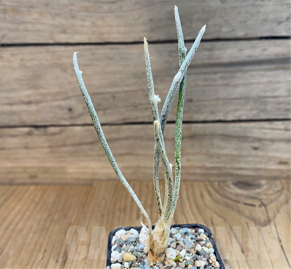SH23683 Astrophytum caput-medusae
