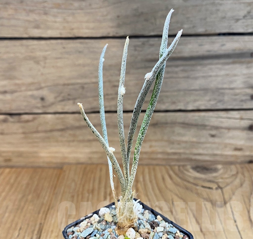 SH23683 Astrophytum caput-medusae - Image 2