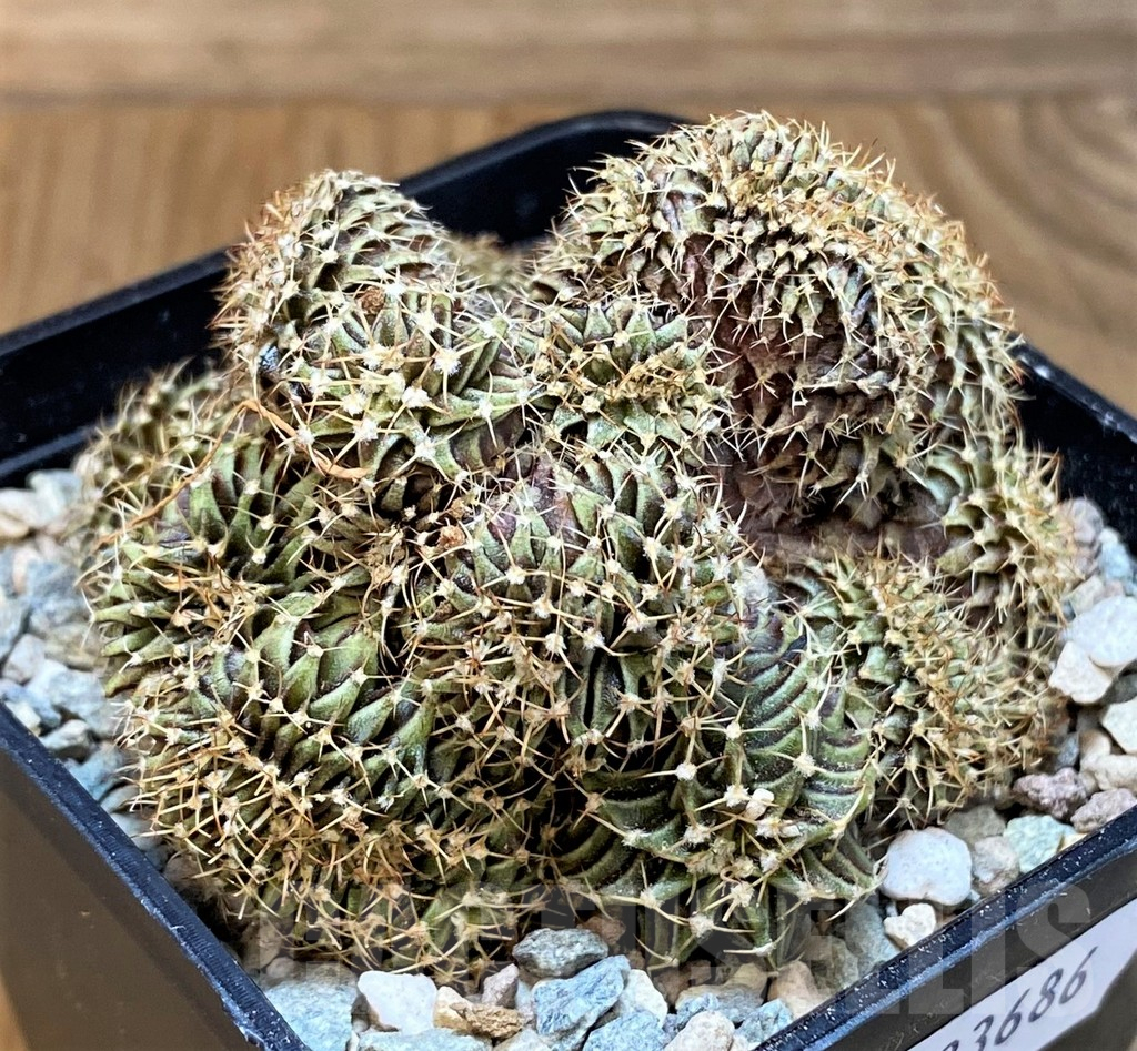 SH23686 Gymnocalycium friedrichii LB f. cristata