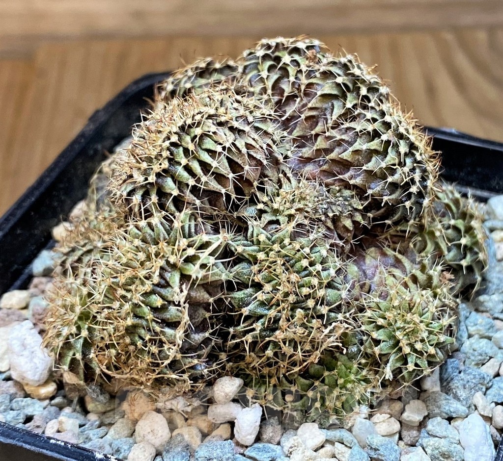 SH23686 Gymnocalycium friedrichii LB f. cristata - Image 2