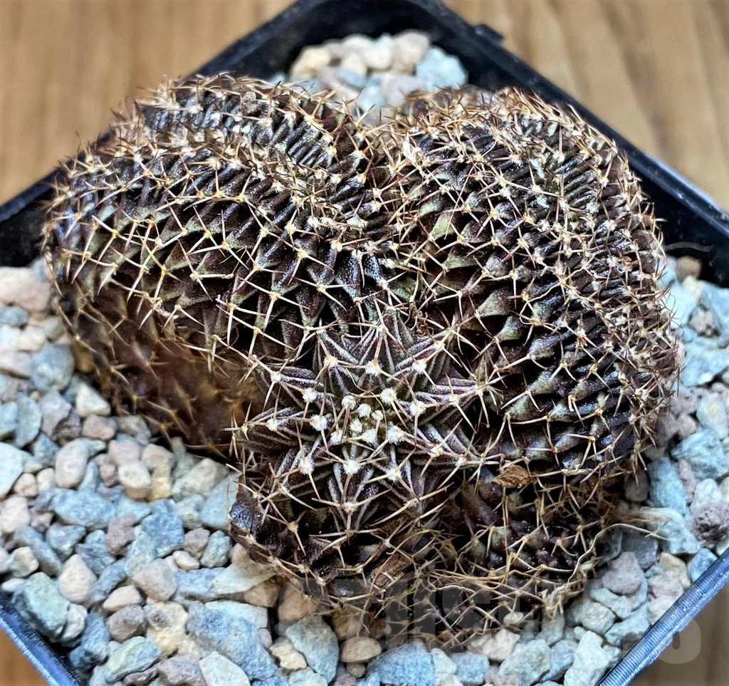 SH23687 Gymnocalycium friedrichii LB f. cristata - Image 2
