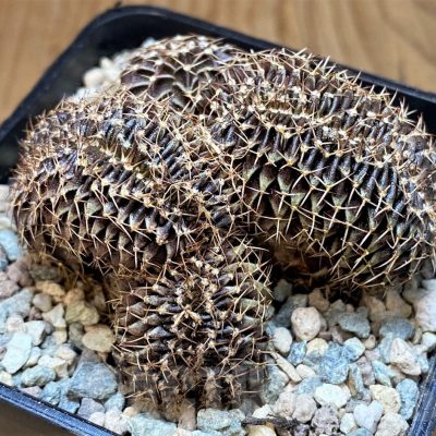 SH23687 Gymnocalycium friedrichii LB f. cristata