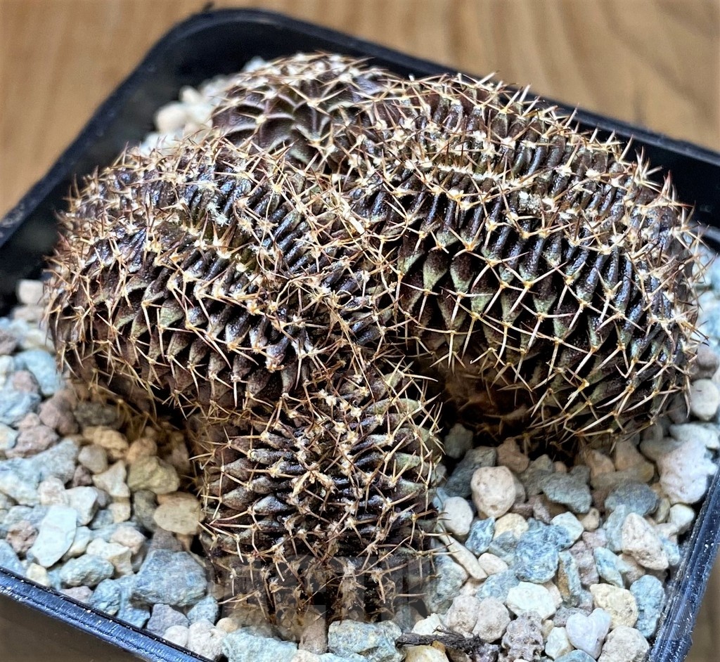SH23687 Gymnocalycium friedrichii LB f. cristata