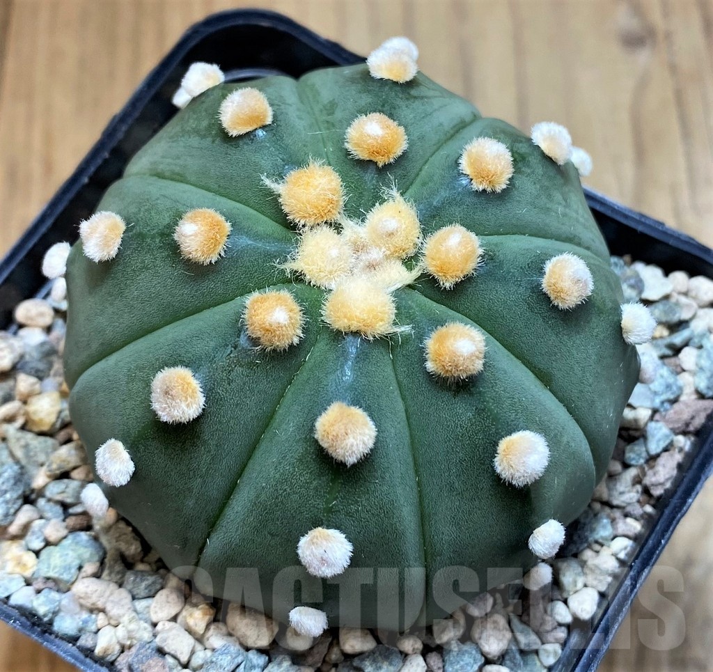 SH23690 Astrophytum asterias f. nudum