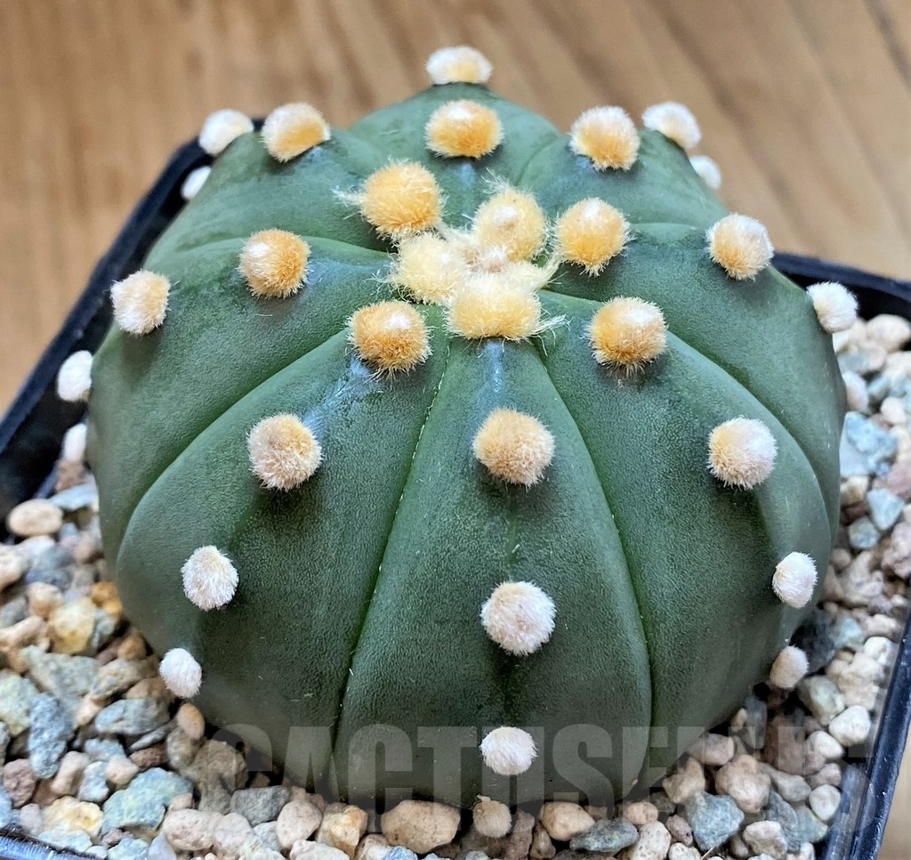 SH23690 Astrophytum asterias f. nudum - Image 2