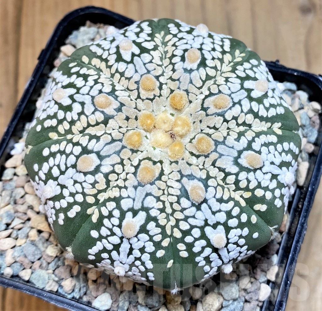 SH23692 Astrophytum asterias ‘Super Kabuto Akabana'