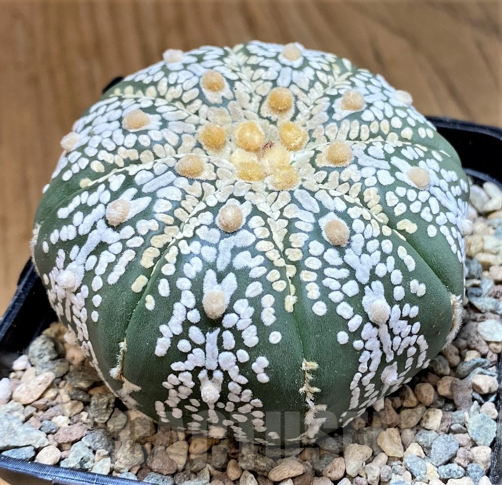 SH23692 Astrophytum asterias ‘Super Kabuto Akabana' - Image 2
