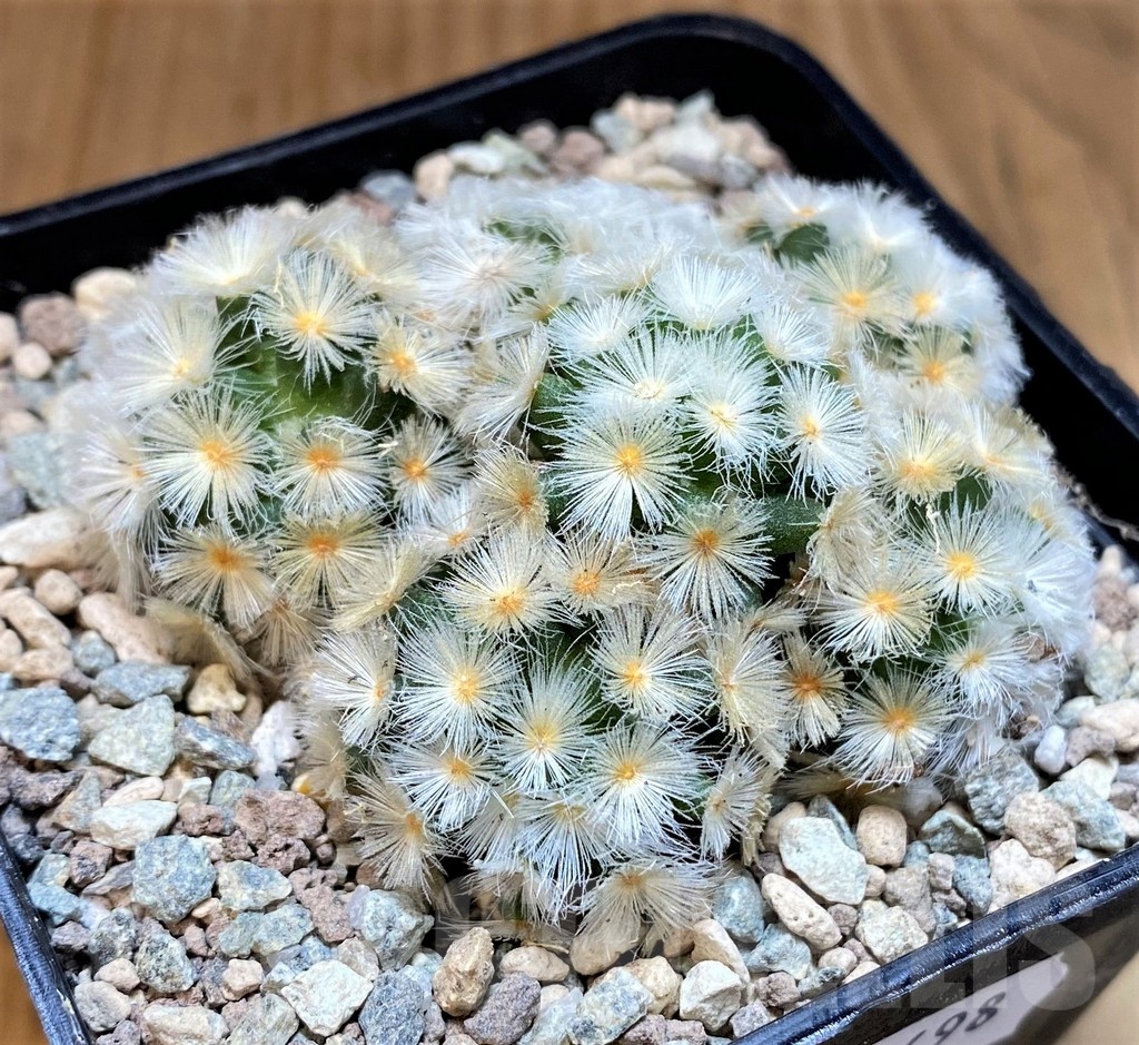SH23698 Mammillaria carmenae ‘Buddha’ hybrid - Image 2