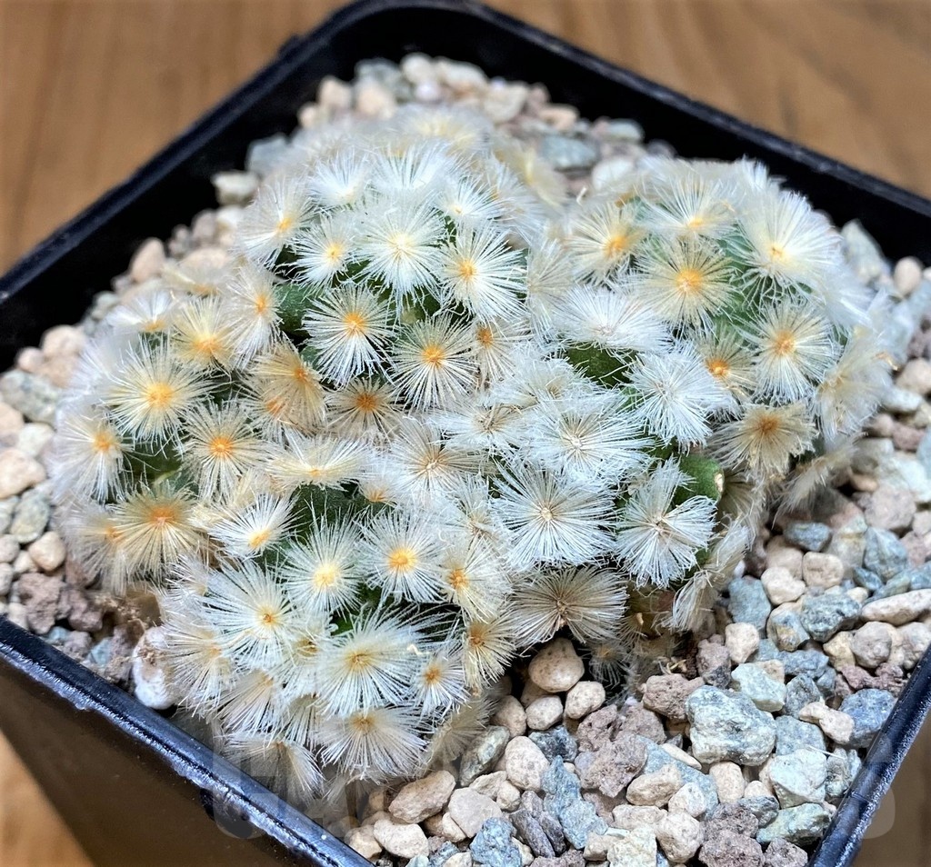 SH23698 Mammillaria carmenae ‘Buddha’ hybrid
