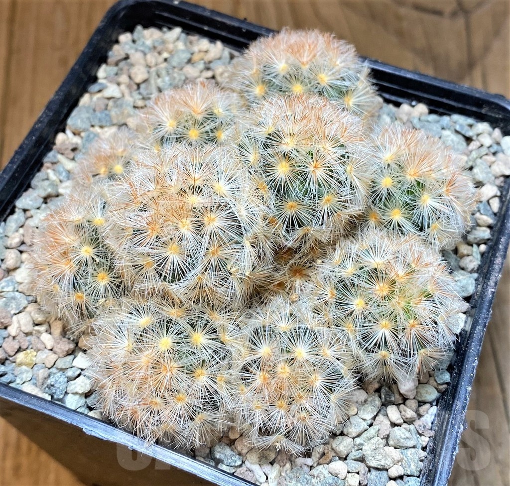 SH23702 Mammillaria carmenae hybrid - Image 2