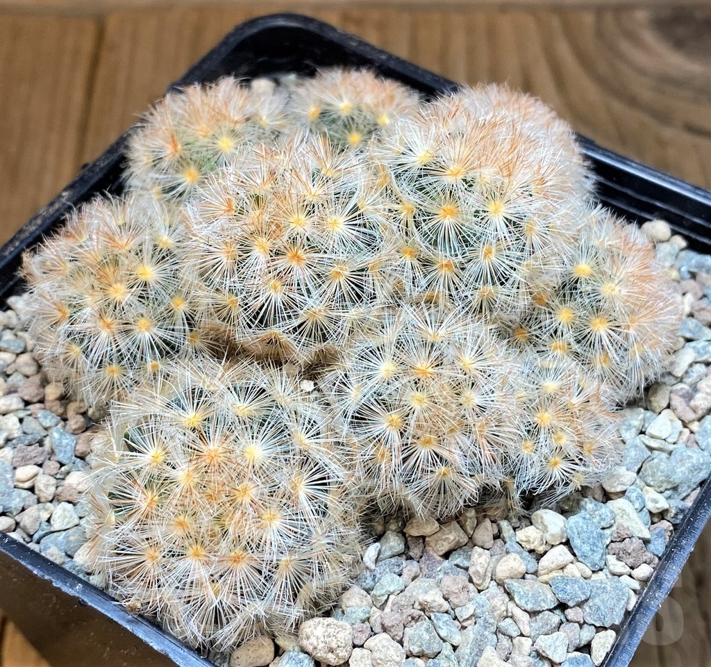 SH23702 Mammillaria carmenae hybrid