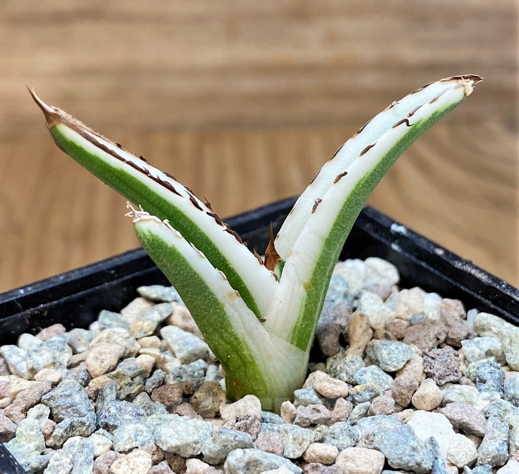 SH23707 Agave victoriae-reginae 'White Rhino' - Image 2