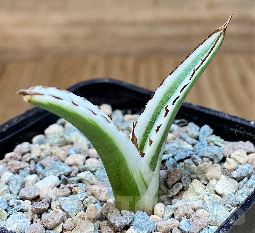 SH23707 Agave victoriae-reginae 'White Rhino'