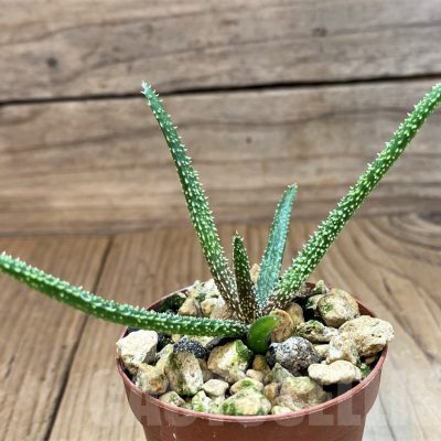 SH23709 Aloe delicatifolia
