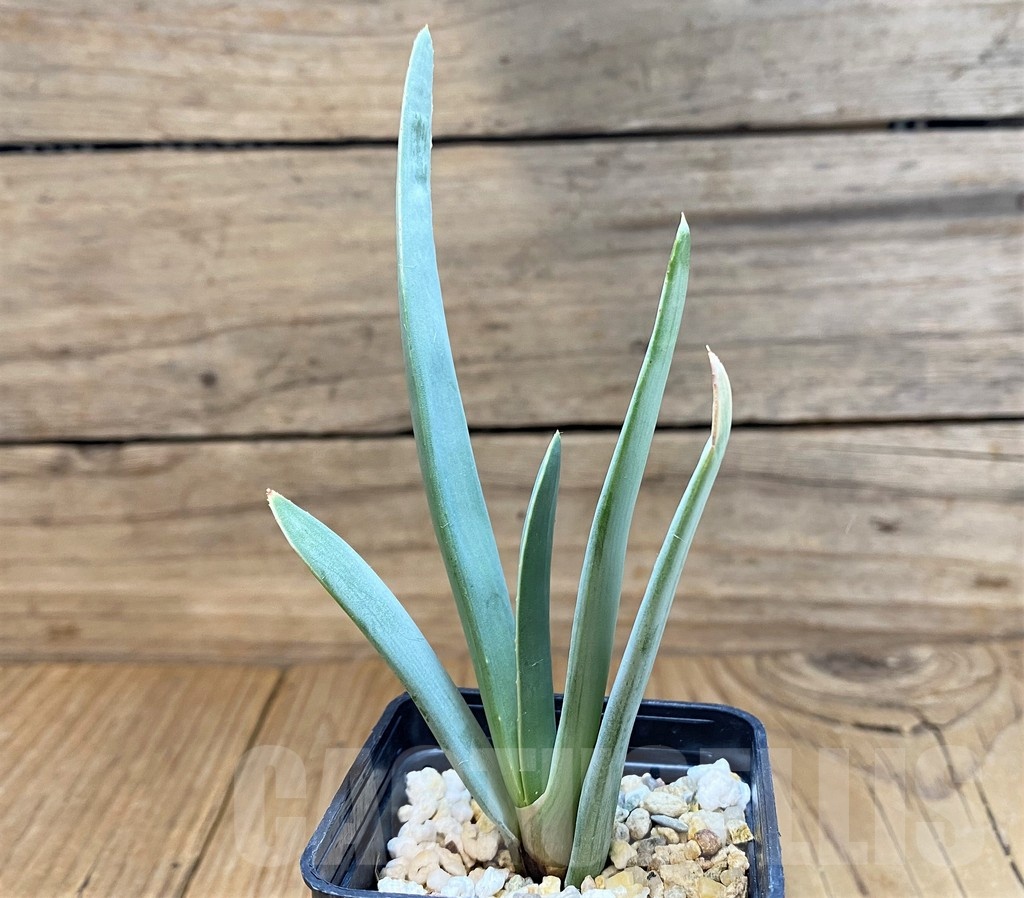 SH23712 Aloe plicatilis