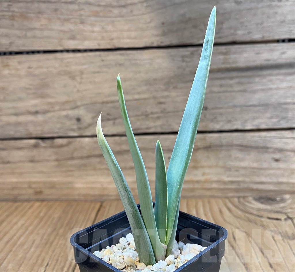 SH23712 Aloe plicatilis - Image 2