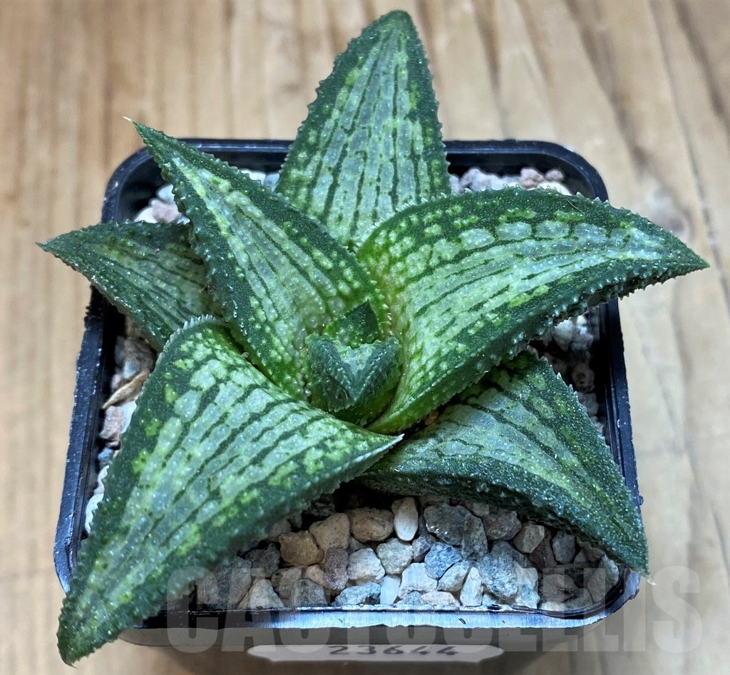 SH23644 Haworthia koelmaniorum T-2 - Image 2