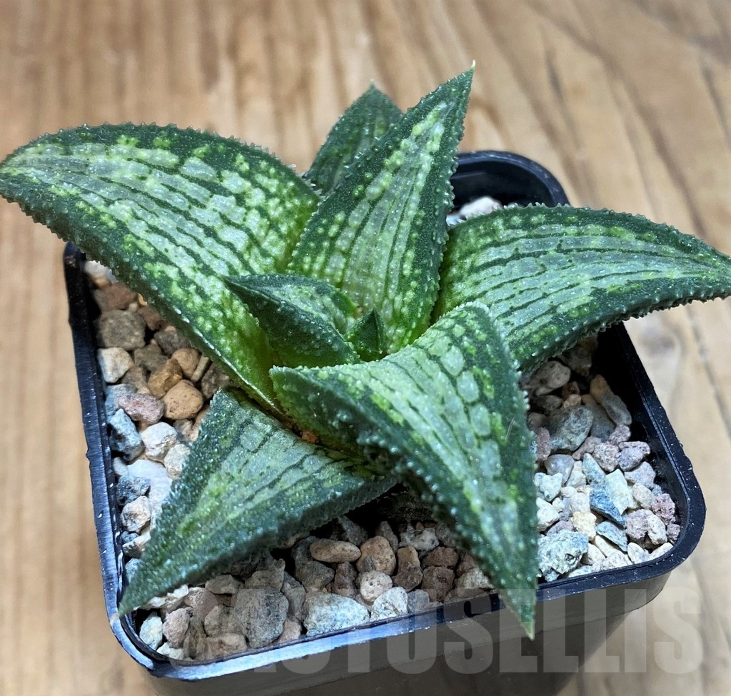 SH23644 Haworthia koelmaniorum T-2