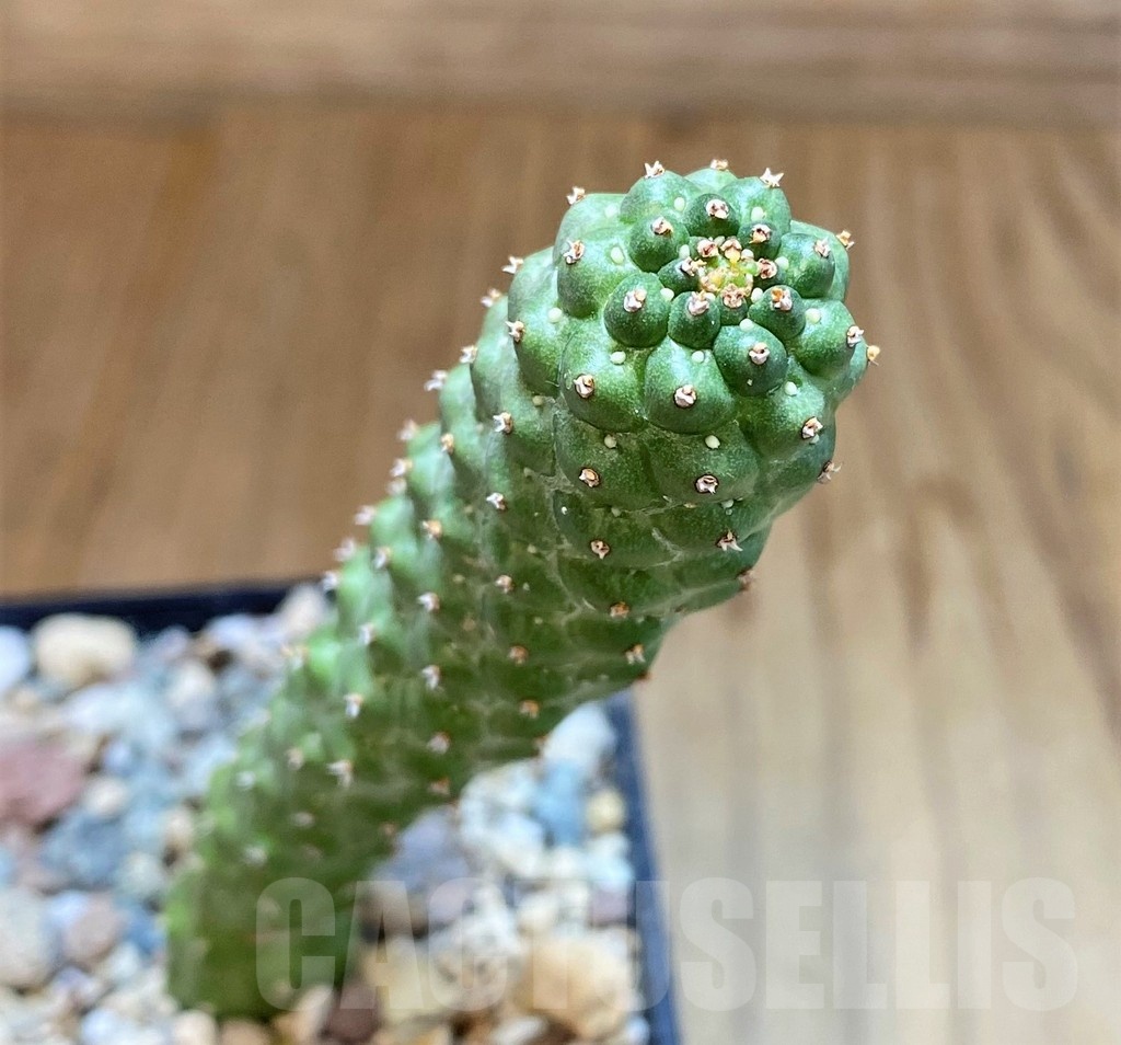 SH23654 Euphorbia echinus x tortirama x gymnocalycioides