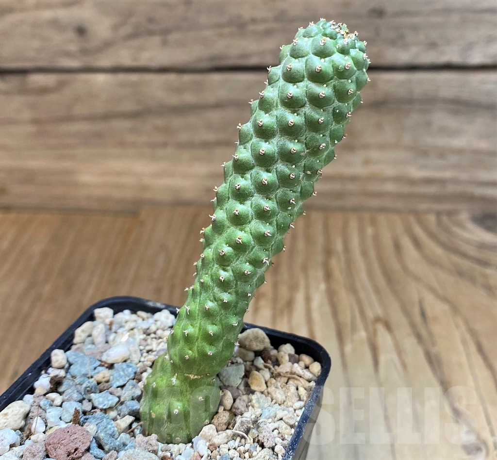 SH23654 Euphorbia echinus x tortirama x gymnocalycioides - Image 2