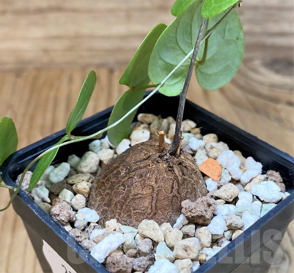 SH23657 Dioscorea elephantipes, seedling - Image 2