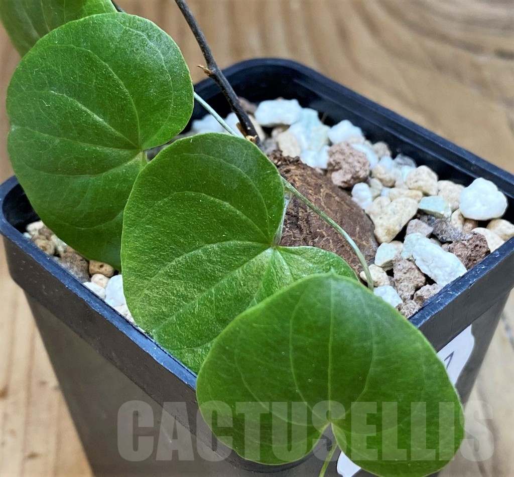SH23657 Dioscorea elephantipes, seedling